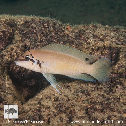 Chalinochromis brichardi 'Cape Kabogo'